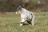BERGER AUSTRALIEN PUPPIES 233